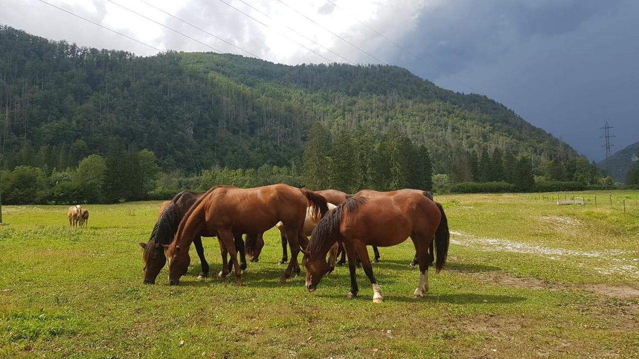 Domacija Loncnar- Apartment Bohinj ภายนอก รูปภาพ