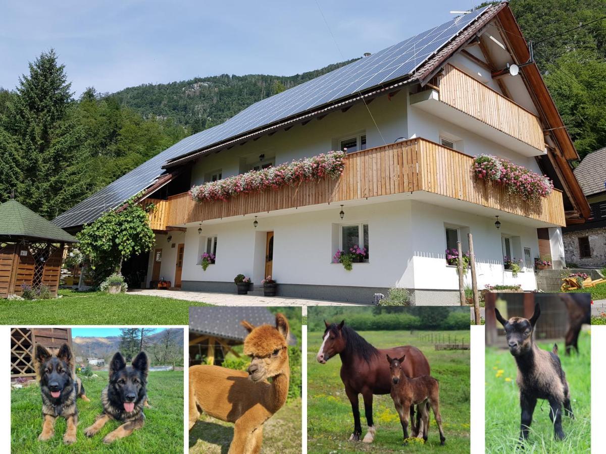 Domacija Loncnar- Apartment Bohinj ภายนอก รูปภาพ