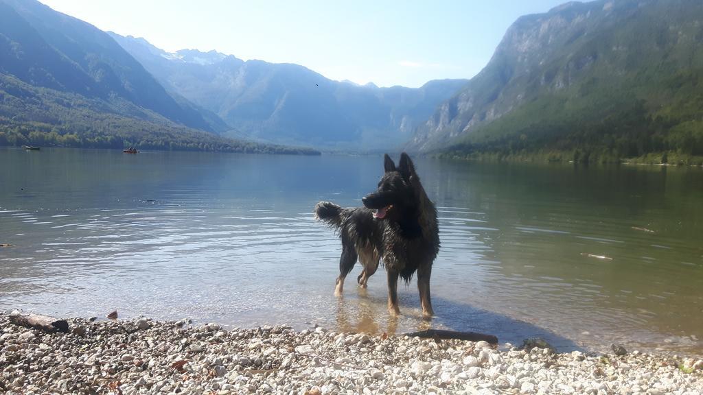 Domacija Loncnar- Apartment Bohinj ภายนอก รูปภาพ